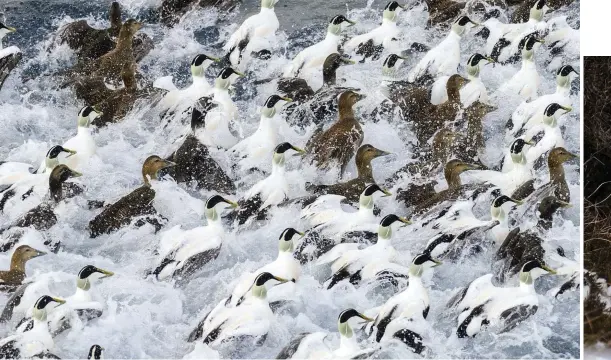  ??  ?? Above: common eiders form tightly packed rafts, staying close to the coast. Below: mermaids’ purses are a common find for Shetland’s beachcombe­rs.