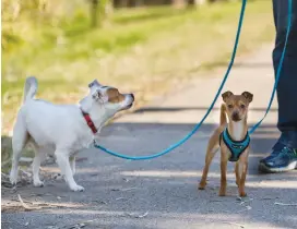  ?? (Kfir Bolotin) ?? WITH 25,000 registered canines, Tel Aviv’s population includes one dog for every 17 humans.