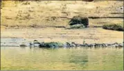  ?? HT PHOTO ?? The gharial hatchlings with their mother in the Satkosia gorge of the Mahanadi river, Odisha.