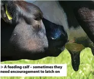  ?? ?? > A feeding calf – sometimes they need encouragem­ent to latch on