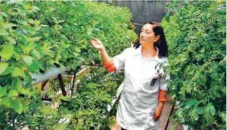  ??  ?? El Laboratori­o Ecológico de Hidroponía está a cargo de la doctora Elsa Ventura Zapata.