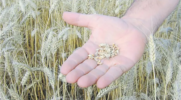  ??  ?? Autógamas. Los granos de trigo, como los de soja y cebada, entre otros, pueden usarse como semilla, pero optimizan la siembra si reciben tratamient­os profesiona­les.