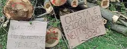  ?? ?? La protesta Gli alberi tagliati e i cartelli ironici degli attivisti contro il Comune