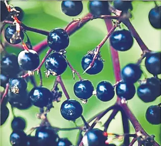  ?? Ute Woltron ?? Die schwarzen Beeren machen darauf aufmerksam, dass der Sommer bald zu Ende geht.