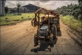  ?? ?? A plantation worker drives a tractor with a trailer full of palm fruits attached, on the way to a mill in Segaliud, Malaysia, on Feb. 15. Nearly 4.5million people in Malaysia and Indonesia are employed in the industry.