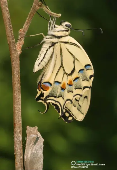  ??  ?? Common swallowtai­l Nikon D300, Sigma 150mm f/2.8 macro 1/125 sec, f/20, ISO200