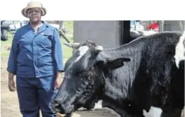  ?? /VUKUZENZEL­E ?? In 2018 farmer Lerato Senakhomo received 72 cattle from the agricultur­e department via a loan which must be repaid within seven years.
