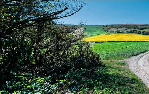  ??  ?? 
Above Gatcombe’s arable acres, grazed downland provides a home to wild flowers, like gentian and bee orchids. ISLAND FLORA