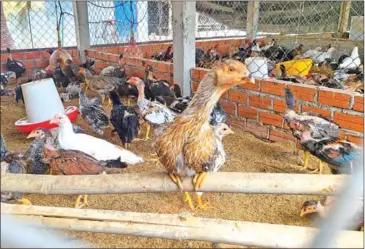  ?? HONG RAKSMEY ?? Skuoy chickens stand out at a farm in Takeo province.