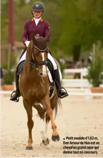  ??  ?? Petit modèle d’1,62 m, Don Amour de Hus est un cheval au grand coeur qui donne tout en concours.