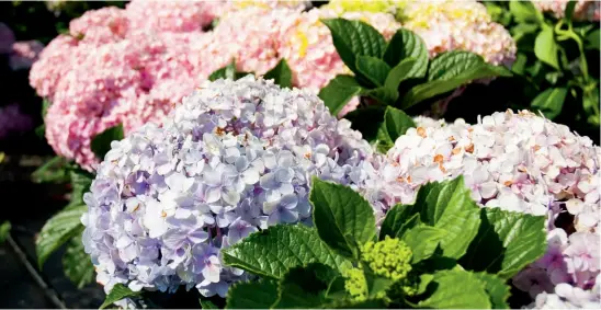  ??  ?? • Cultivada em regiões frias, é facilmente encontrada no sul do Brasil
• A média de duração é de três dias. Se refrigerad­a com água, chega a dez dias. Em arranjos com água ou espuma floral, pode durar até cinco dias
• Para mantê-la sempre bonita, não a toque
[3]