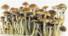  ??  ?? ILLEGAL Mushrooms ‘have benefits’