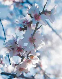  ?? Photo: Shuttersto­ck ?? Obligation vaccinale oui ou non? En Belgique, le gouverneme­nt pourrait jouer la montre et parier sur l’arrivée du printemps dans deux mois.