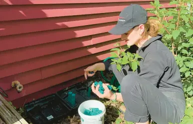  ?? CASEY SMITH/AP ?? Ava Dickman, a pest control technician with AAA Exterminat­ing Inc., refills a bait station May 16 at a home in Indianapol­is.