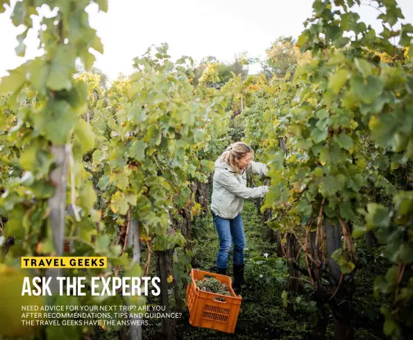  ??  ?? ABOVE: A winemaker picks grapes for the harvest, which generally begins at the start of autumn