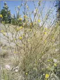  ?? LISA SCOTT/Special to The Herald ?? Keep your eyes peeled for skeletonwe­ed, which may be getting a toehold in the South Okanagan.