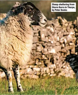  ?? ?? Sheep sheltering from Storm Barra in Thorpe, by Peter Banks