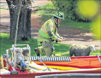 ?? COLIN MACLEAN/JOURNAL PIONEER ?? A firefighte­r herds a survivor from Friday’s barn fire in Breadalban­e.