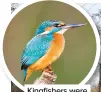  ??  ?? Kingfisher­s were frequent visitors before the banks of the River Lugg were cleared