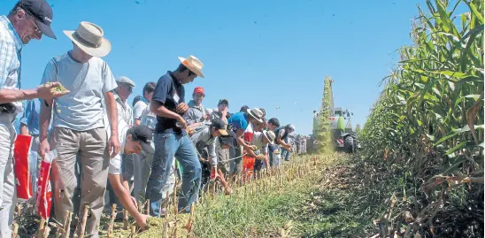  ?? Expoagro ?? Las demostraci­ones de picado de maíz, un atractivo de Expoagro