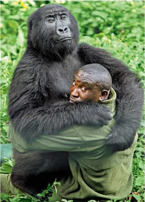  ??  ?? Andre Bauma, a keeper in Virunga National Park, pictured last month with one of its gorillas