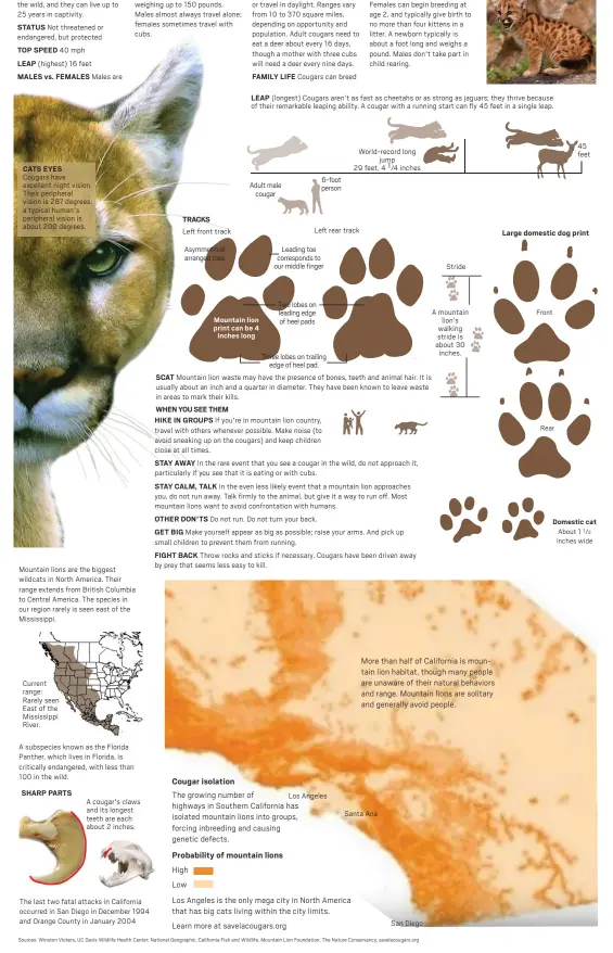  ?? Sources: Winston Vickers, UC Davis Wildlife Health Center; National Geographic, California Fish and Wildlife, Mountain Lion Foundation; The Nature Conservanc­y, savelacoug­ars.org ?? CATS EYES Cougars have excellent night vision. Their peripheral vision is 287 degrees; a typical human's peripheral vision is about 200 degrees.