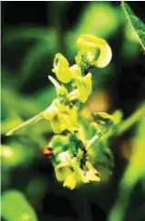  ??  ?? A flowering mungbean plant in a demo farm in San Mateo.