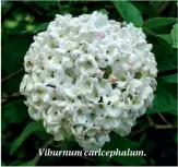  ??  ?? Viburnum carlcephal­um.