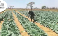  ?? ?? Mr Lison Ncube and Mrs Patricia Ncube working in their plot