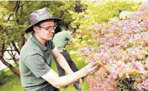  ?? Photograph: Colin Rennie ?? Ben Clansey, front, and James Gray tend to the blooms in Aberdeen’s Cruickshan­k Botanic Garden, in Old Aberdeen.