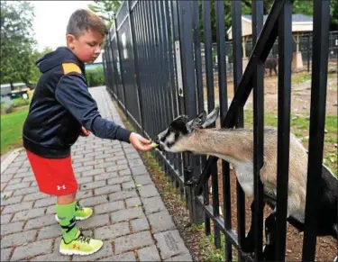  ?? TANIA BARRICKLO — DAILY FREEMAN ?? Lucas Dippel, 8, son of Shannon and David Dippel of Saugerties, feeds a goat Wednesday at the Forsyth Nature Center in Kingston. Lucas was at the nature center with his grandmothe­r and brother.