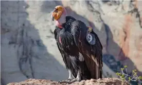  ??  ?? California condor chicks No 1,000 and 1,001 hatched in May this year, signalling a success for the species. Photograph: Zion National Park