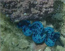  ??  ?? Blue lipped clams, members of the Giant Clam family, thrive in Aitutaki Lagoon, Cook Islands.