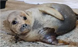  ??  ?? Freddie the seal after an unleashed dog attacked him on the banks of the Thames. Photograph: Facebook/South Essex Wildlife Hospital