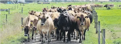  ?? PHOTO:CHRISTINE O’CONNOR ?? On the moove . . . Dairy cows walk towards the milking shed on a farm at Henley.