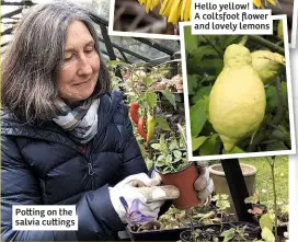  ??  ?? Po ing on the salvia cu ings
Hello yellow! A coltsfoot flower and lovely lemons