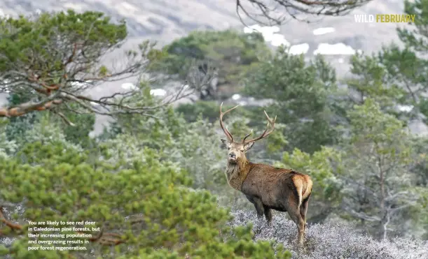  ??  ?? You are likely to see red deer in Caledonian pine forests, but their increasing population and overgrazin­g results in poor forest regenerati­on.