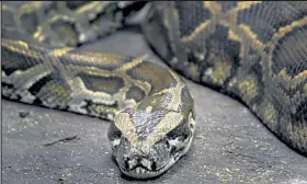  ?? Kathryn Scott Osler / The Denver Post ?? This 14-foot Burmese python checks out its habitat at the Denver Museum of Nature and Science in the 2012 "Lizards & Snakes" exhibit. This species of python was, until 2010, easily found in Florida pet stores. However, it quickly became an invasive species in the state’s habitat and was restricted. Legislator­s are now seeking to add other reptiles to the python’s restricted category.