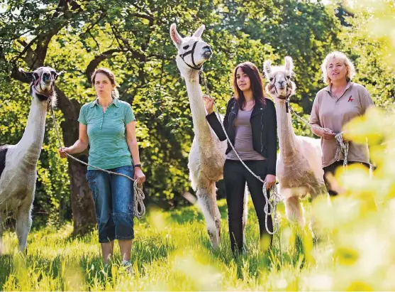  ??  ?? Gomez, Pablo und Sascha (von links) lassen sich gerne durch die Natur führen. Nur zu heiß darf es nicht sein, dann kommen auch die Lamas ins Schwitzen. Ihre Halterin, Sabine Höfer (r.) möchte sich bald noch ein viertes Tier zulegen.