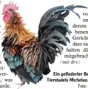  ?? Foto: Monika Malcher ?? Ein gefiederte­r Bewohner des Tierstadel­s Michelau.