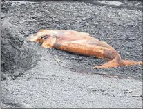  ?? SUBMITTED PHOTO ?? A dead North Atlantic right whale in the River of Ponds area in western Newfoundla­nd. Fisheries officials say this is the 10th dead right whale found in the region.