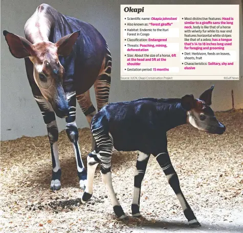  ?? Sankha Kar/Gulf News ?? One-week-old Okapi baby Kito with his mother at Al Bustan Zoological Centre in Sharjah. ■