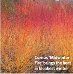  ??  ?? Cornus ‘Midwinter Fire’ brings the heat in bleakest winter