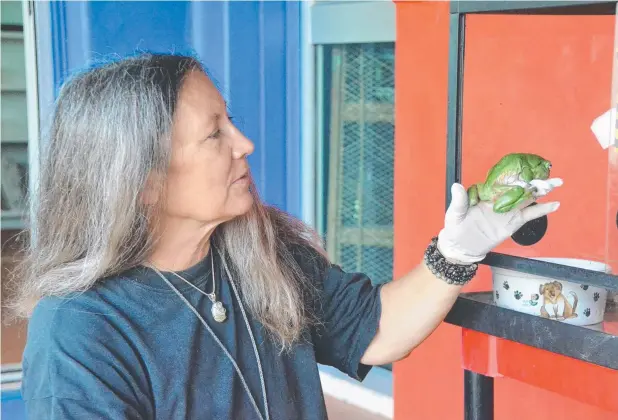  ??  ?? HOPPY CHAPPY: Frog Safe Inc founder and co-ordinator Deborah Pergolotti at the Cairns Frog Hospital’s new home at Garners Beach, with Mascot frog, who was found in a drainpipe in Cairns city centre.