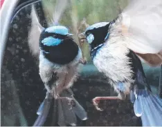  ??  ?? TAKE THAT! A male blue wren attacks its mirror image.