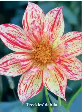  ??  ?? ‘Freckles’ dahlia.