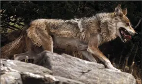  ?? LUIS SINCO/LOS ANGELES TIMES FILE PHOTOGRAPH ?? A female Mexican gray wolf runs inside a holding pen at the Sevilleta Wildlife Refuge in New Mexico on June 10, 2009. Federal authoritie­s intend to remove endangered species protection­s for all gray wolves in the Lower 48 states, carving out an a exception for a small pocket of about 75 Mexican wolves in the wild in Arizona and New Mexico, according to a draft document obtained by the Los Angeles Times.