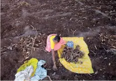  ?? — Reuters file photo ?? A woman collects turmeric roots in a field outside Sangli, about 380 km south of Mumbai.