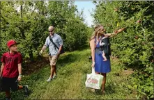  ??  ?? While picking apples, Julie Wright, right, of Waterford, with son Grayson, 2 months, stops to grab an apple while her son Lincoln, 10, and her husband, Lloyd, keep walking to another tree at Scott’s Yankee Farmer in East Lyme during Labor Day weekend Saturday.