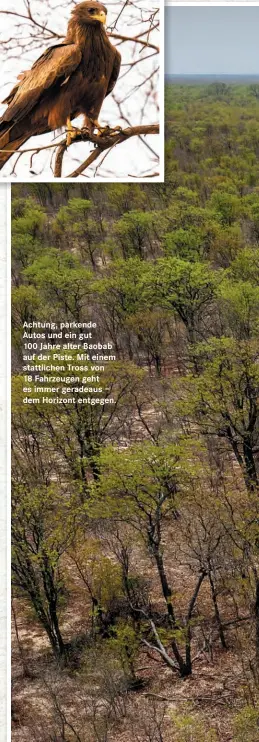  ??  ?? Achtung, parkende Autos und ein gut
100 Jahre alter Baobab auf der Piste. Mit einem stattliche­n Tross von 18 Fahrzeugen geht es immer geradeaus – dem Horizont entgegen.